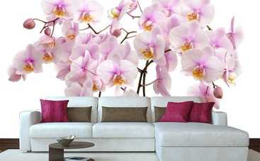 10 веских причин немедленно принести в свой дом орхидею