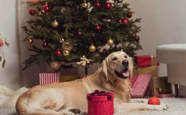 Как привлечь удачу в Новом 2018 году: советы астролога