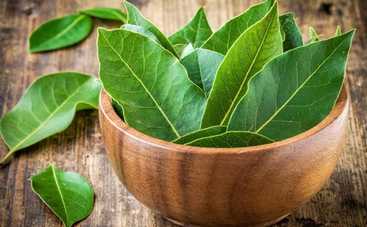 3 волшебных свойства лаврового листа: неожиданные выводы астрологов