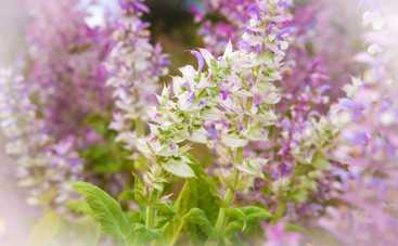 Как грамотно использовать шалфей: 4 важных правила