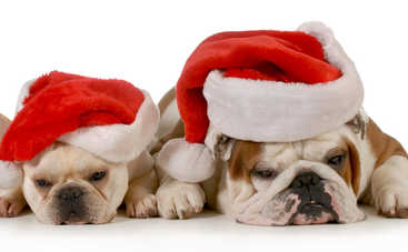 Когда на самом деле начнется Год Собаки и как его правильно встречать