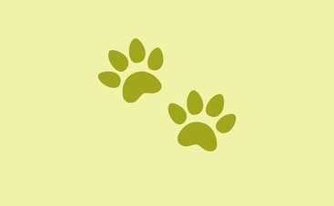 Как научить ребенка различать следы животных и птиц: мастер-класс игры в следопыта