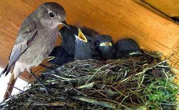 Весняні казки: Непосидюче пташеня (аудіоказка)