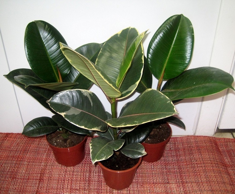 ficus_01