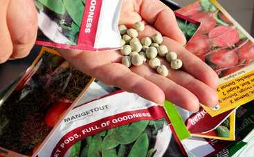 Дачные советы: как правильно выбирать семена для хорошего урожая