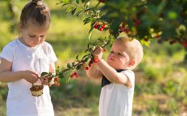 Ранняя черешня в детском питании: как есть, чтобы не болел животик