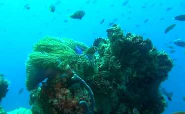 Коралловый риф. Удивительные подводные миры: смотреть фильм онлайн в хорошем качестве