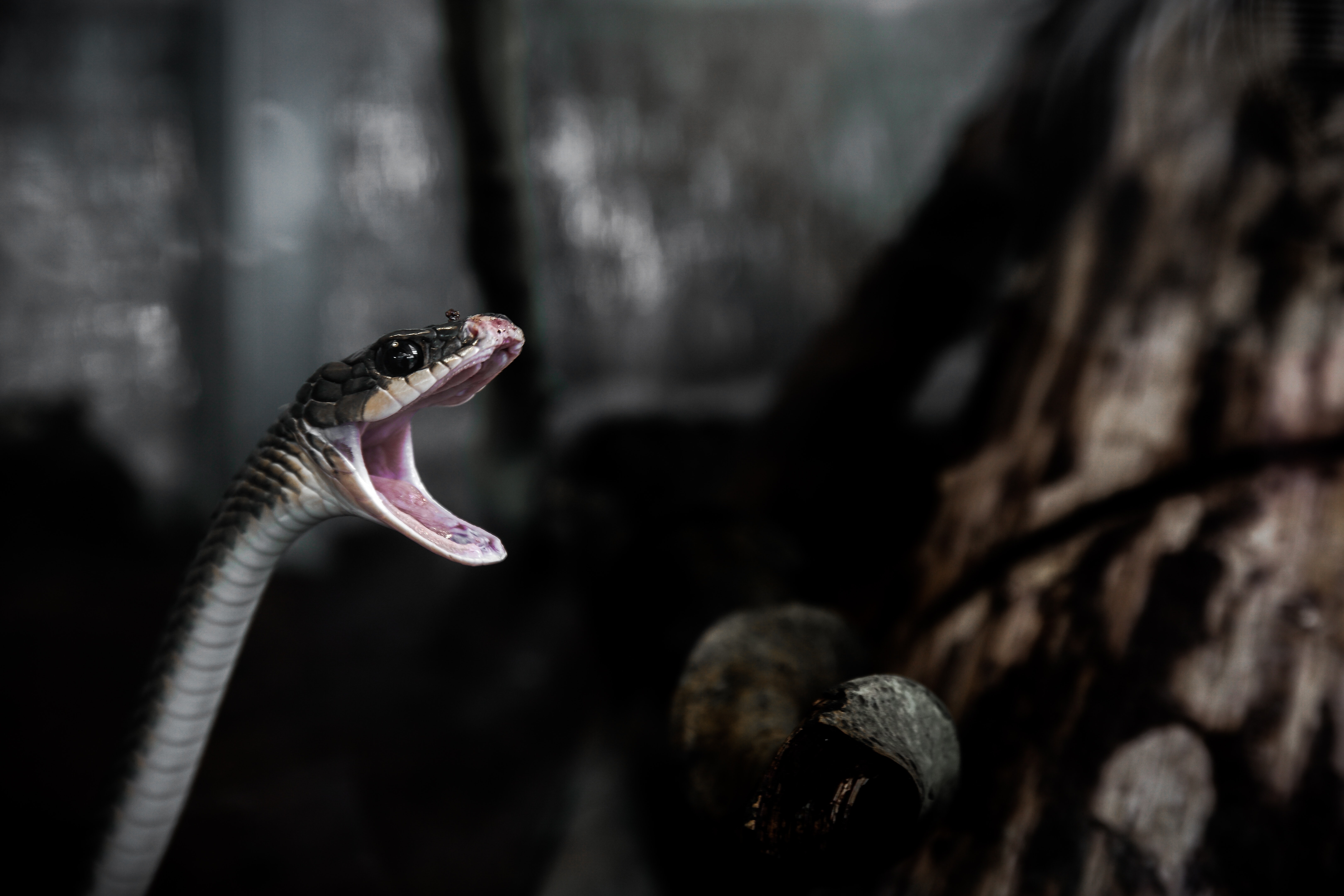 animal-reptile-snake-23817