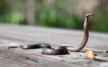 Трехметровая кобра в салоне авто: вот так сюрприз для водителя!