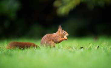 Вот так белки: под капотом автомобиля нашли более 20 кг шишек!