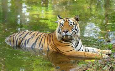 Индия. Национальный парк Канха: смотреть фильм онлайн в хорошем качестве
