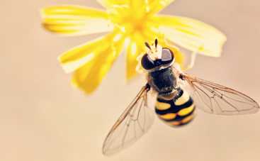 Известный автопроизводитель наймет на работу 360 тысяч пчел