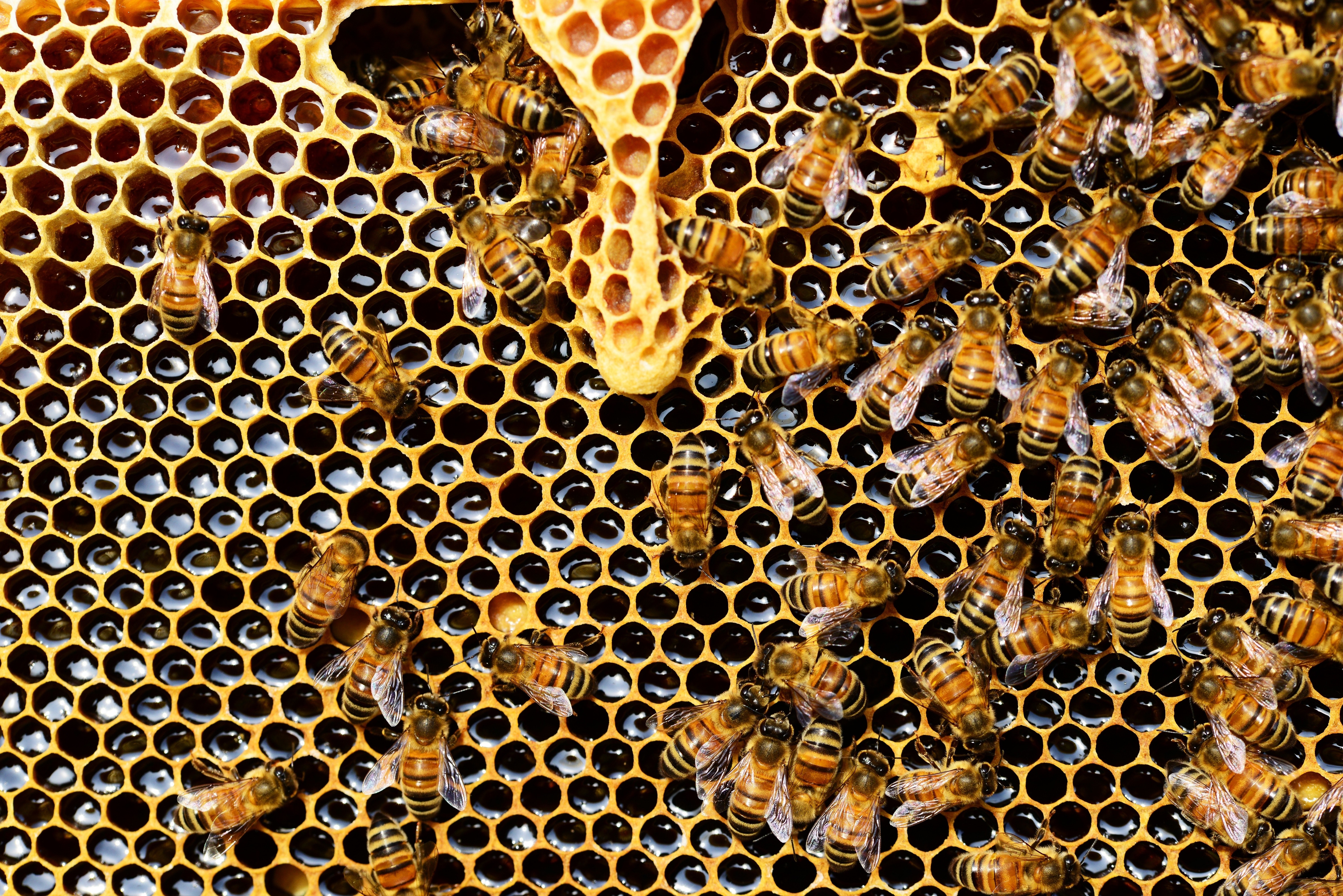 Как получить пчелиные соты. Медоносная пчела соты. Пчелиные соты с медом. Улей для пчел. Улей соты.