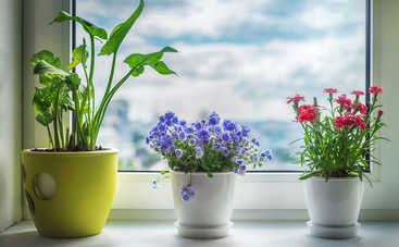 Лучшие комнатные растения для дома по фен-шуй: цветы семейного счастья