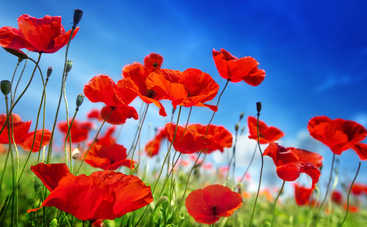 16 июля праздник Стожары: почему этот день считается несчастливым