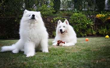 Забавные фото, которые доказывают, что собаки - лучшие няньки для детей