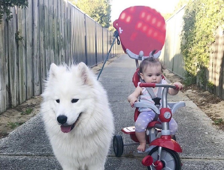 dog-toddler-family-the-samoyed-siblings-sarah-hegarty-australia-20