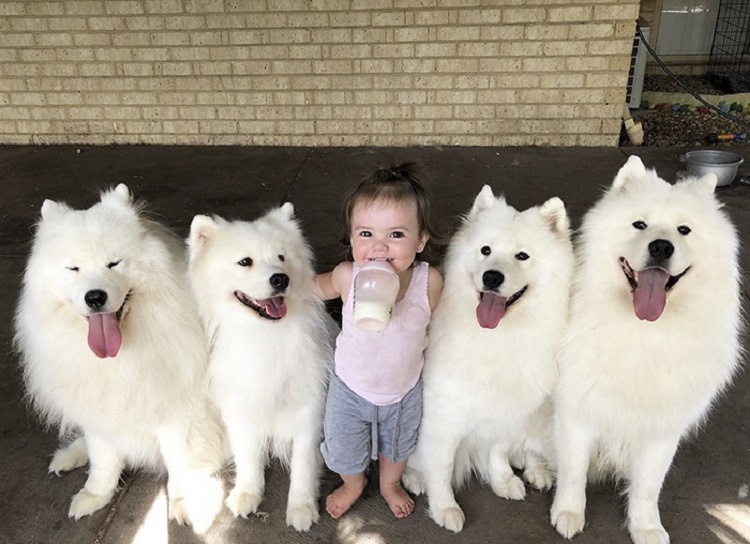 dog-toddler-family-the-samoyed-siblings-sarah-hegarty-australia-15
