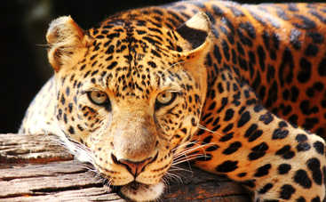 Лунный календарь на 13 августа: сегодня день активных действий