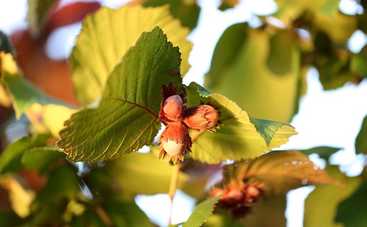 29 августа праздник Третий Спас: приметы и традиции на Ореховый Спас