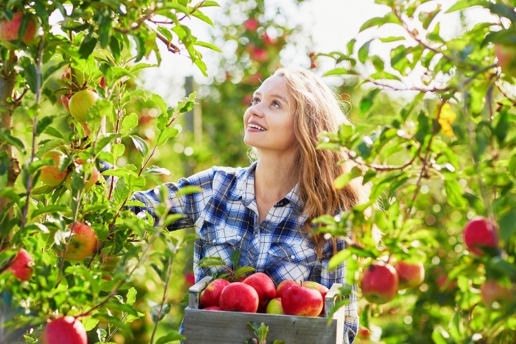 beautiful-young-woman-picking-ripe-organic-apples-picture-id514914950