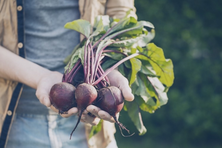 closeup-of-man-farmer-hand-holding-fresh-ripe-beetroots-in-garden-picture-id840990716