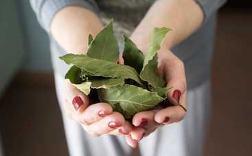 Лавровый лист для привлечения удачи и денег: простые ритуалы, о которых вы не знали