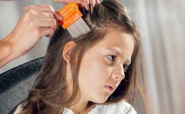 Вши у ребенка: откуда берутся и как быстро от них избавиться