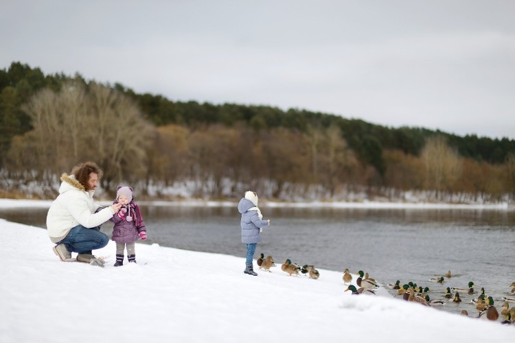 feeding-ducks-at-winter-picture-id879323240