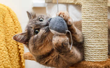 Шьем игрушки для кошки своими руками