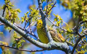 3 марта праздник Овсянки: что можно и нельзя делать сегодня