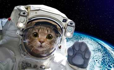 Смешные фото кошек для отличного настроения на весь день