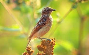 22 марта праздник Жаворонки или Сороки: приметы, традиции и обычаи