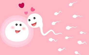 Яйцеклетка сама выбирает сперматозоид для оплодотворения, а не наоборот: ученые