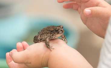 Как уберечься от бородавок детям и взрослым: доктор Комаровский