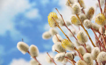 Лазарева суббота 2019: что можно и нельзя делать в праздник 20 апреля