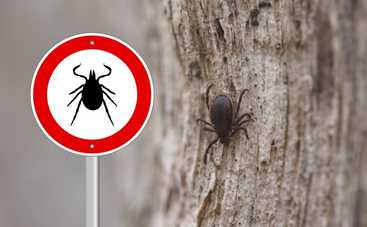 Доктор Комаровский рассказал, как правильно достать клеща и что делать дальше