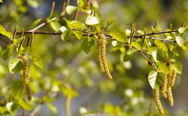 Аллергия на цветение березы у ребенка: симптомы, профилактика, факторы риска