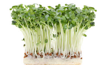 Микрогрин на подоконнике: как вырастить и куда добавлять полезный суперфуд